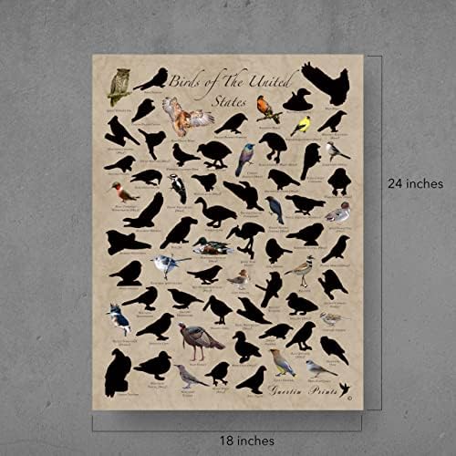 Ptice Sjeverne Amerike-Poster koji morate pogledati - Poster za ptice 18 x 24 inča